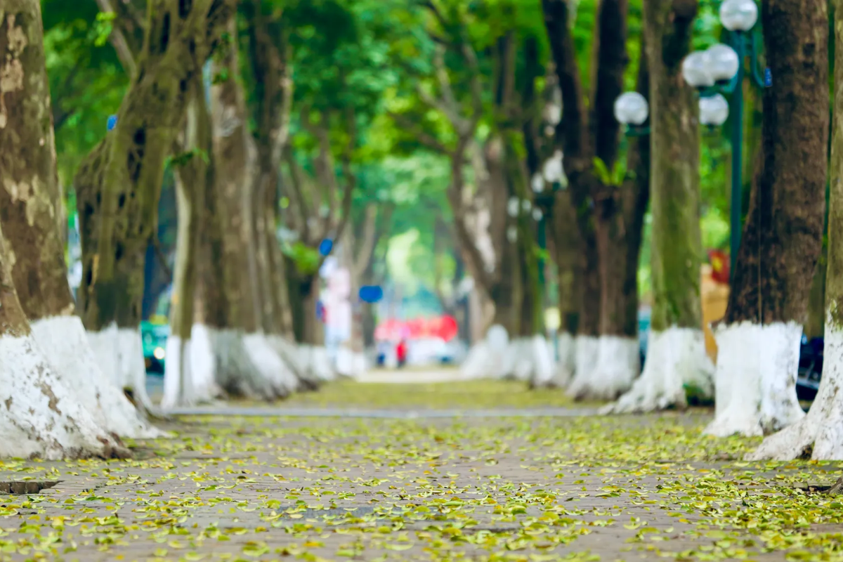 Dragonplum tree along Phan Dinh Phung Street